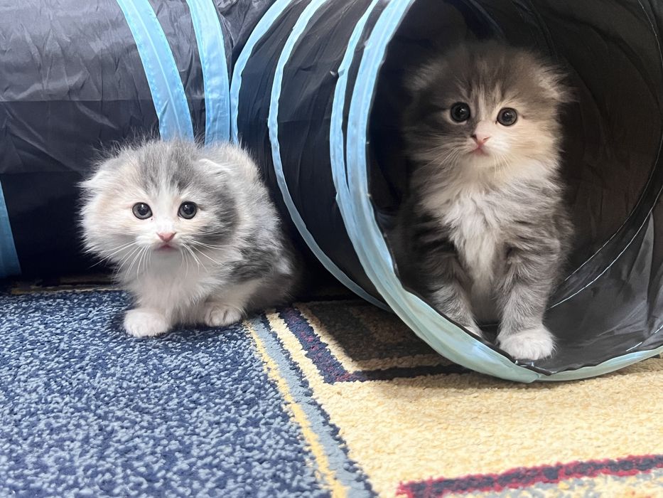 Шотландские вислоухие котята