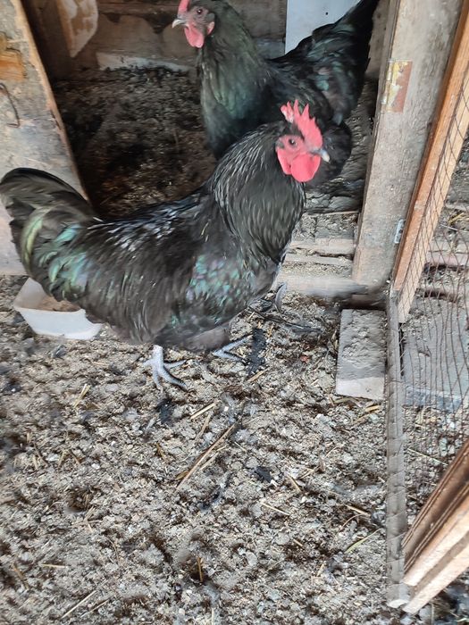 Петух Австролорп молодой