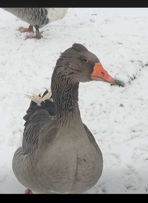 Boboci de gâscă si ouă de incubat toulouse