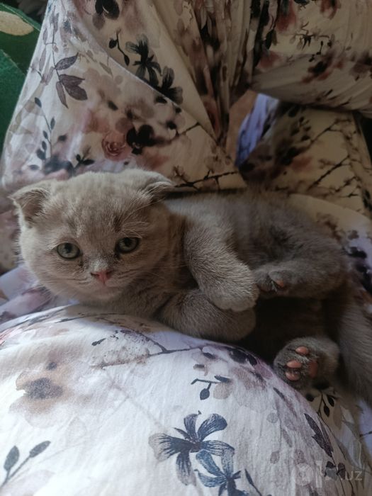 Котята скотиш фолд