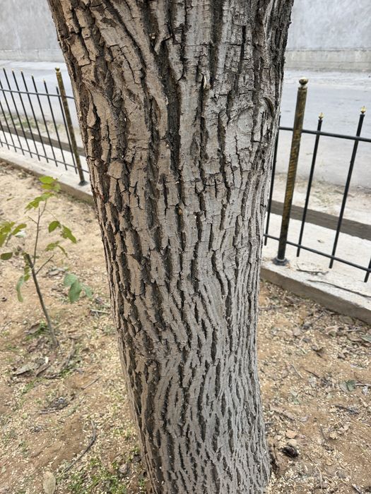 Yong’oq daraxt boyi 5 metr