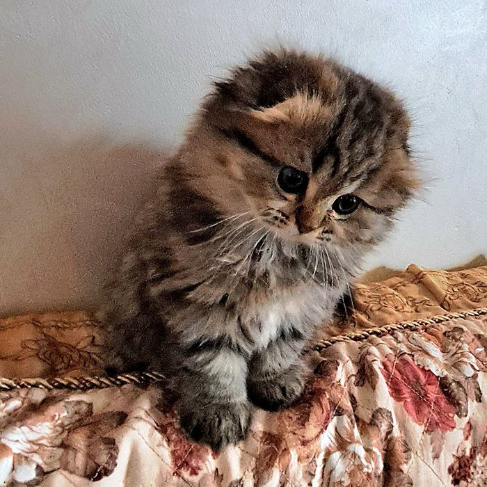 Шотландские котята  Шиншилы