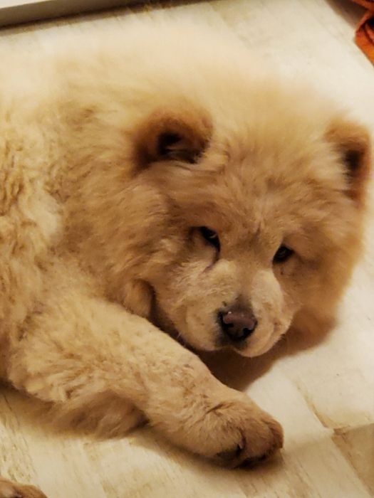 Куче чау чау  на 4 месеца