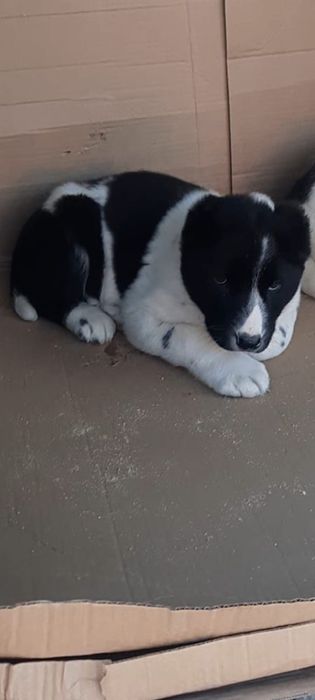 Щенок алабай сао