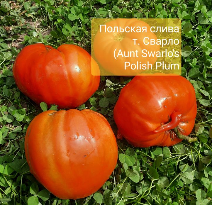 Семена коллекционных сортов томатов