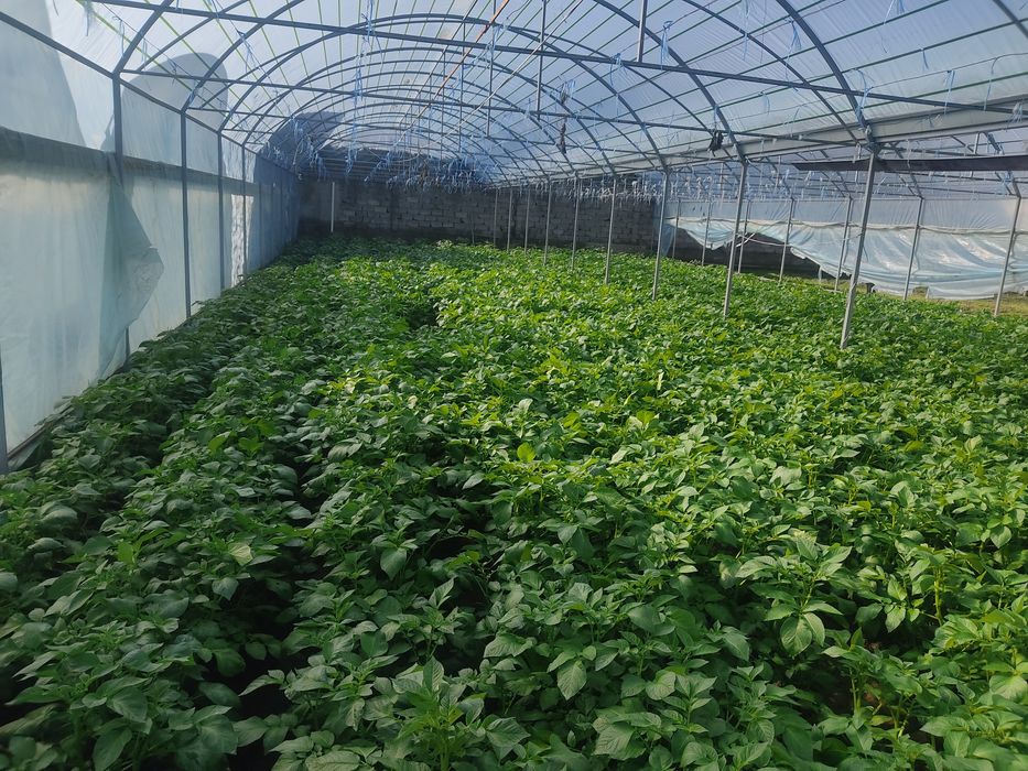 Parnik Issiqxona Teplitsa