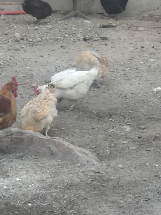 Тауық курица домашние