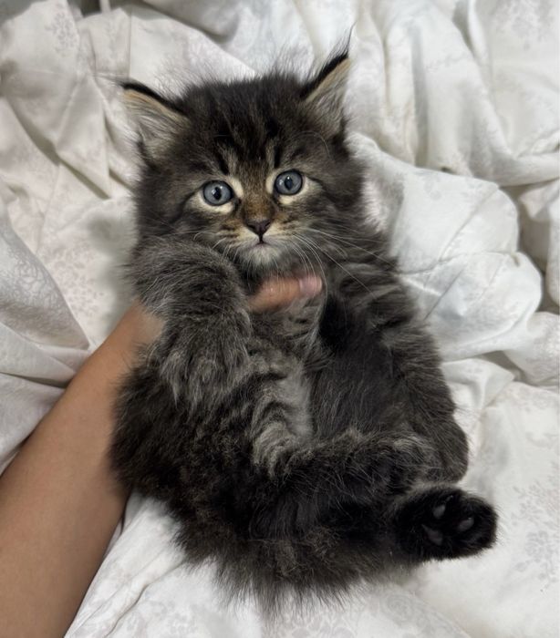 Мейн Кун котята пушистики