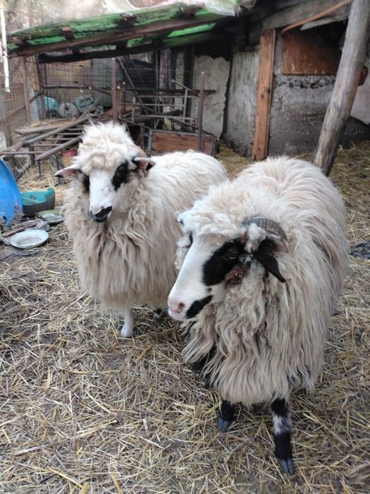 Vand 2 femele. Rasa ochis pret negociabil + balot de fan de vanzare