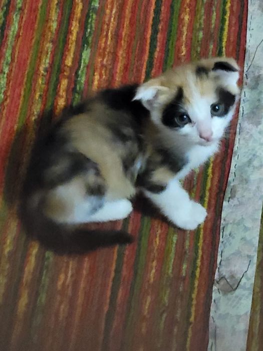 Отдаем кошек бесплатро