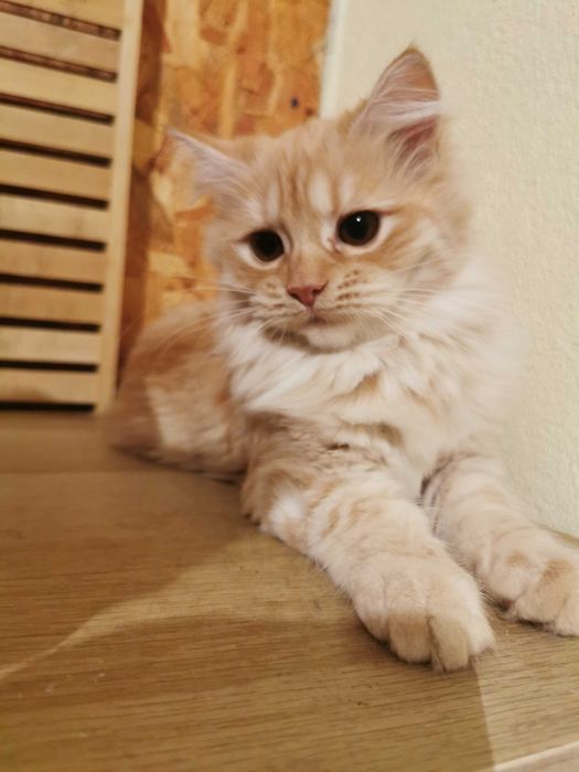 Vand pisicuta portocalie persana / Garfield