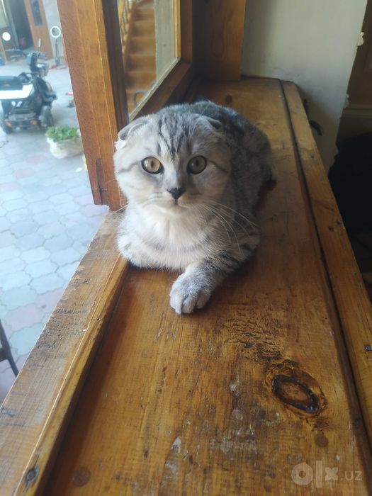 Scottish fold mushugchasi