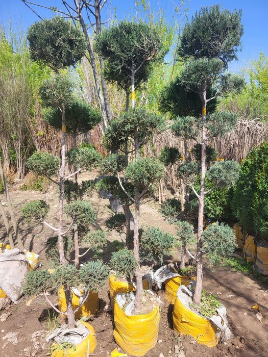 Хар хил турдаги декоратив кучатлар