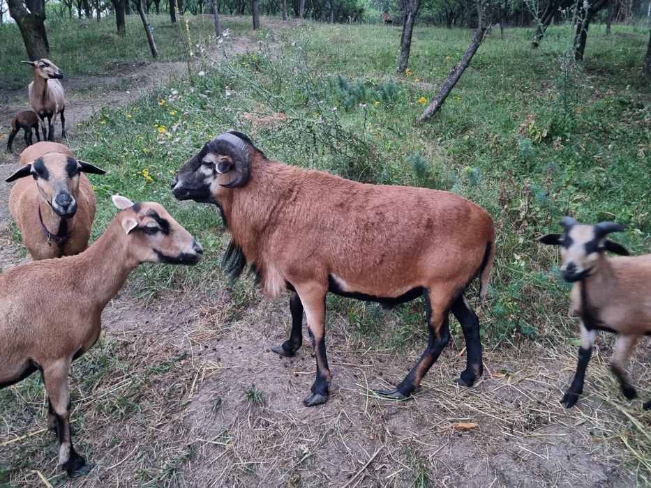 Berbec rasă Camerun