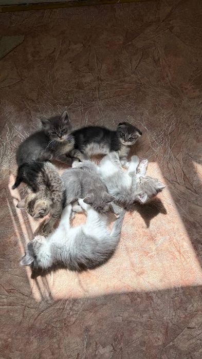 Отдам котят в хорошие руки