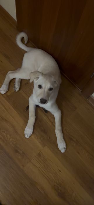 Щенок девочка 3 месяца