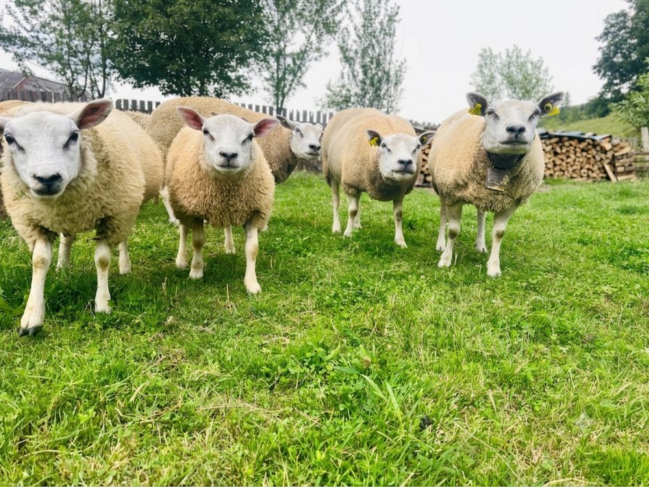 Ovine Rasa TEXEL de Vânzare: Oi, Berbeci și Tineret