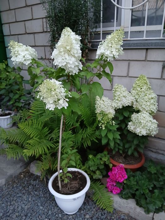 Продам Гортензии