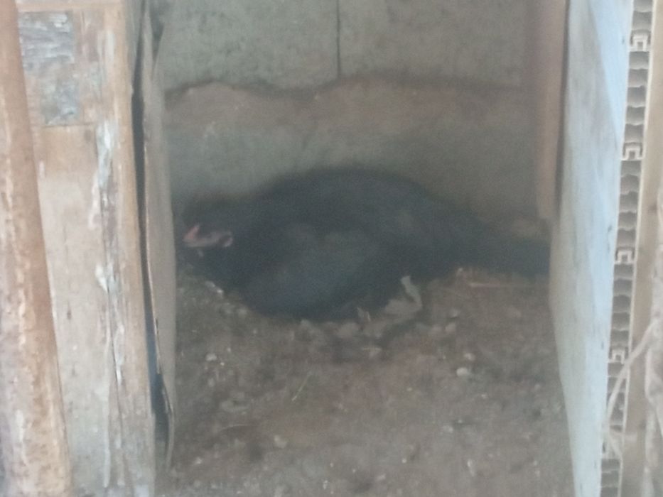 Дакан хоруз ва товуклар сотилади