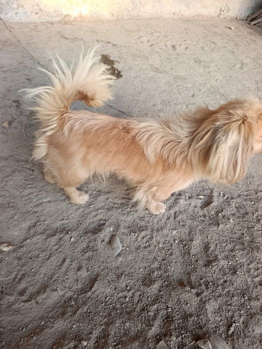 Вафодор Кучук 161