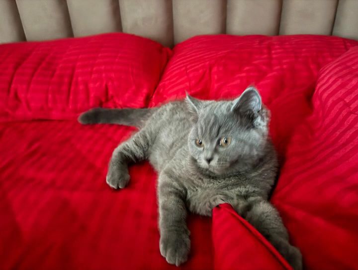 Котята страйт. 4мес