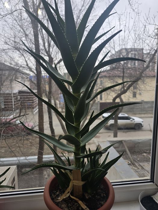 Алоэ (Столетник)