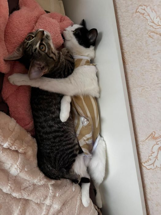 Кошки в добрые руки
