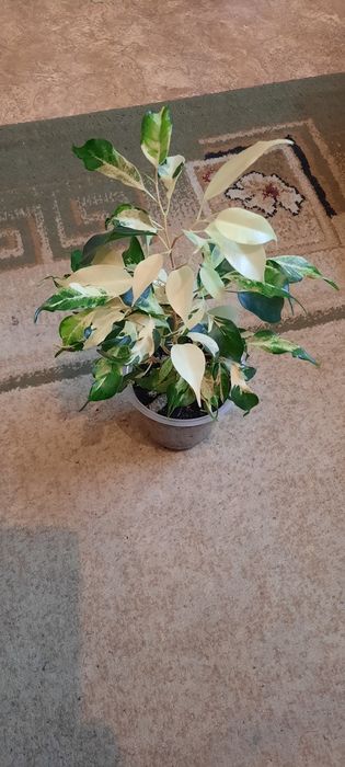 Комнатные цветы молодые