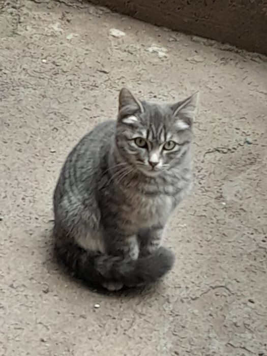 Котята мальчики отдам