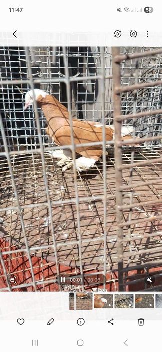 Продам персовых голубок.