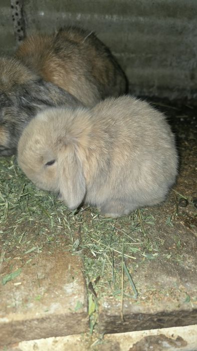 Куён Куёнчалар Баран