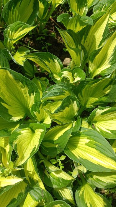 Продам ирисы, хосты