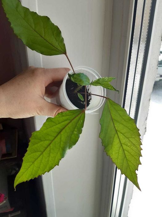 Сортовой гибискус Купера