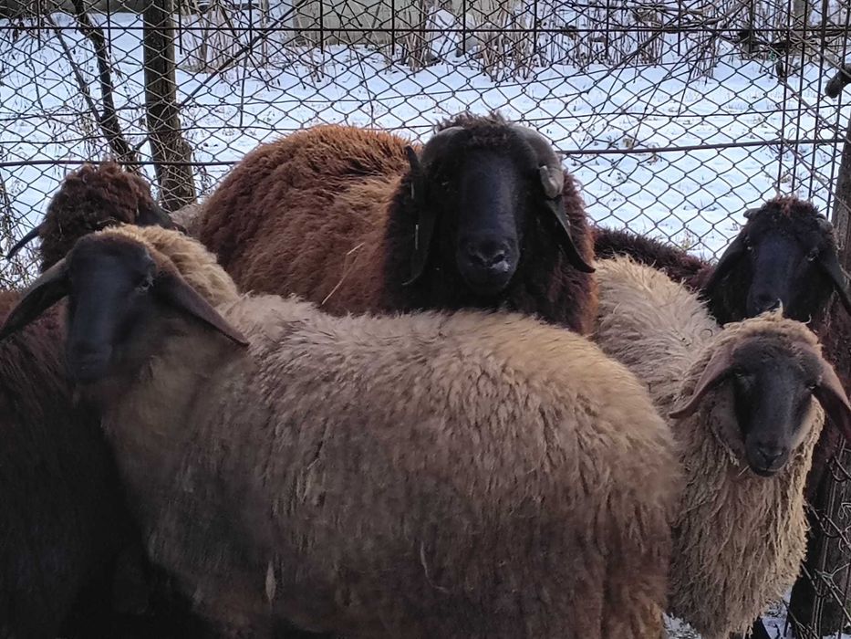 Vând oi tigăi + miei
