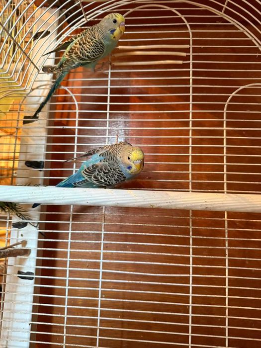 Попугаи волнистые