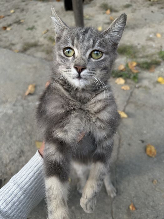 Отдам котят в добрые руки!