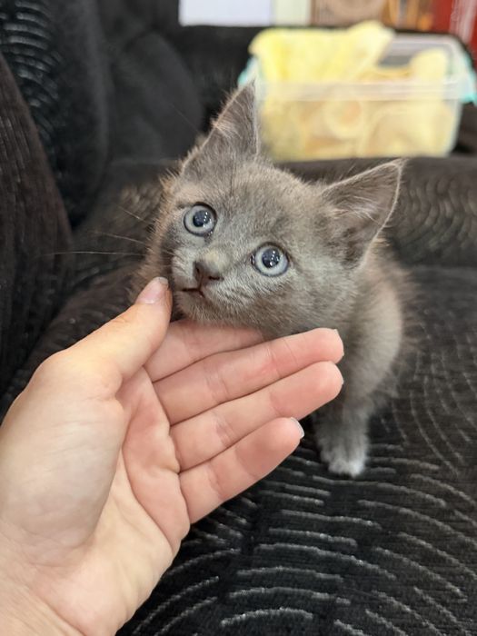 Отдам котенка в добрые руки