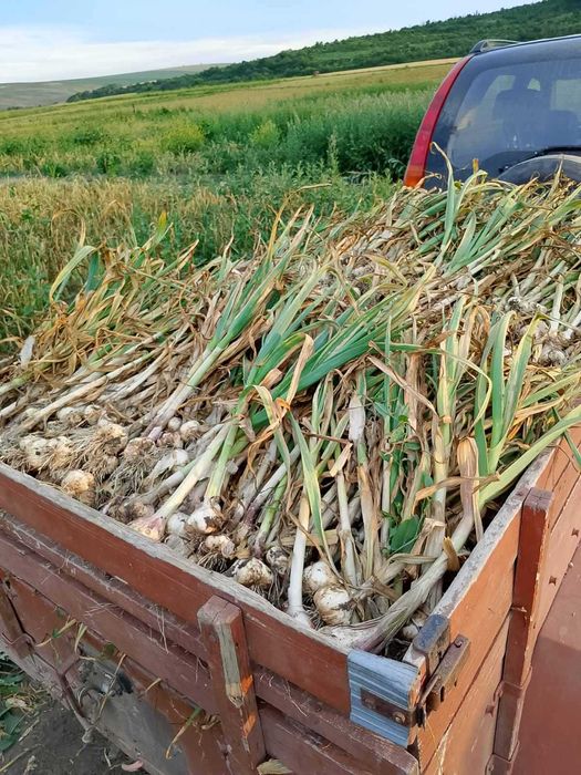 Продавам български, зимен, нелют чесън. Собствено производство.