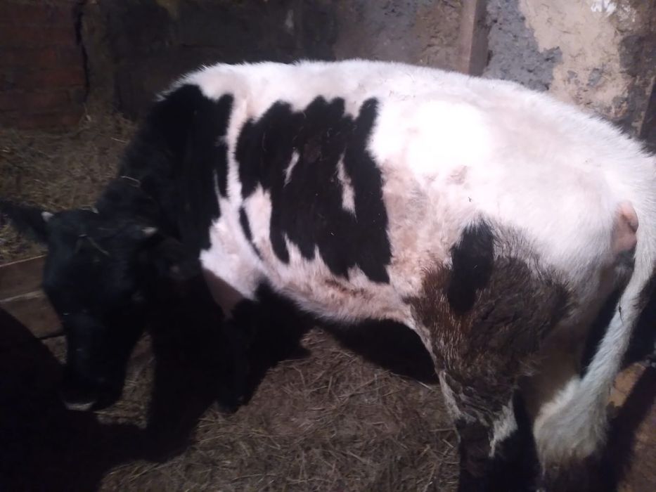 Продам телку одну на выбор