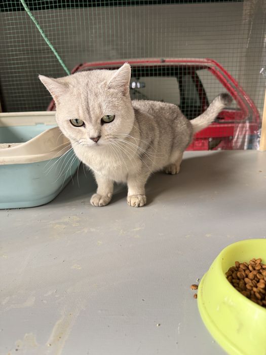 Ўғилбола мушик сотилад