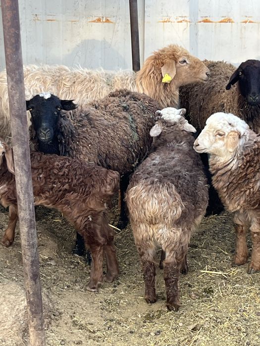 Овцы бараны ягнята