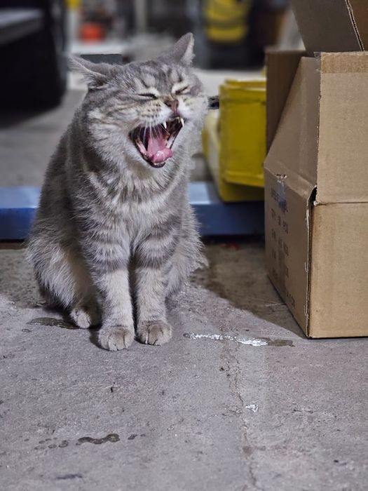Кошка            .
