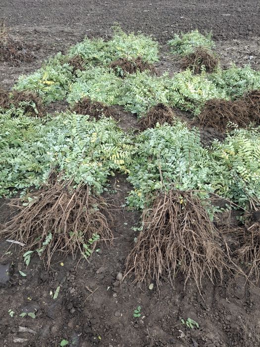 Puieți Salcâm,Ulm,Gladita