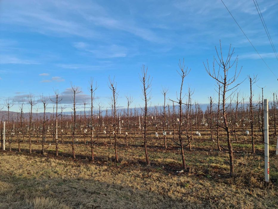 тежести за навеждане и формиране на клони на череши и сливи