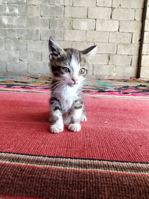 Котёнка в добрые руки