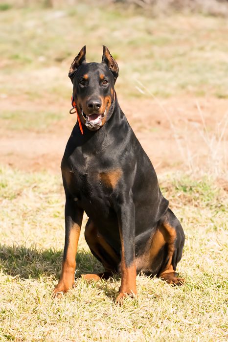 ПРОМОЦИЯ.    малки кучета  доберман