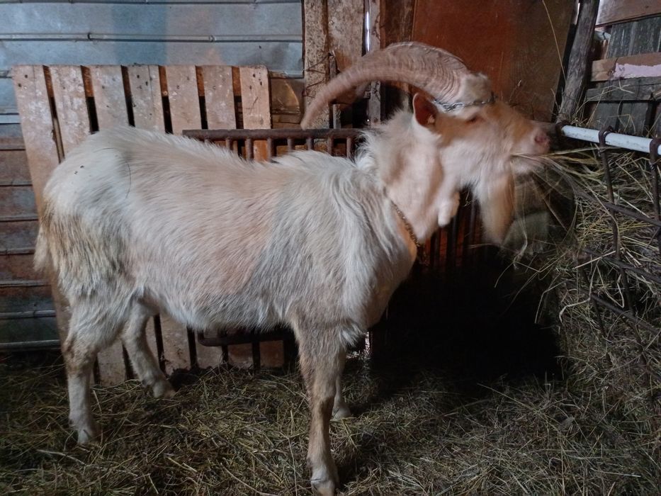 Țap Saanen tânăr de vânzare, exemplar deosebit