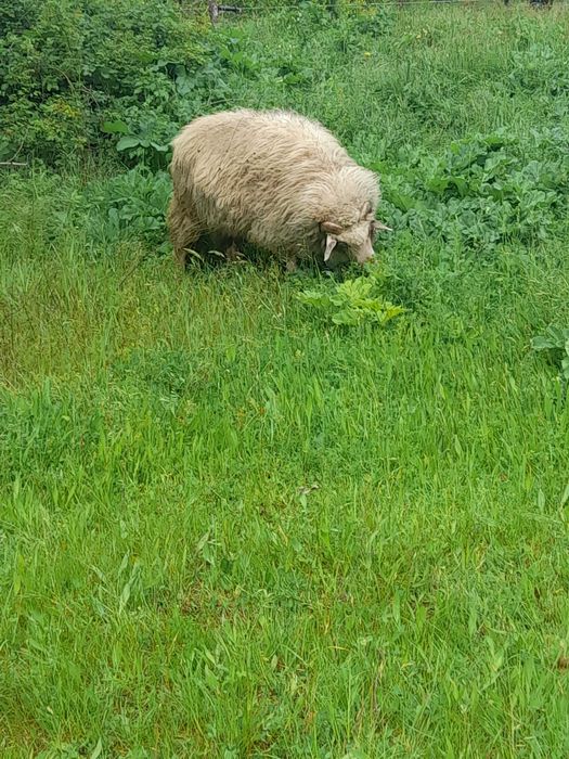Продавам млад коч
