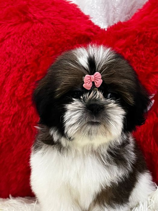 Ши-тцу малыши готовы к переезду