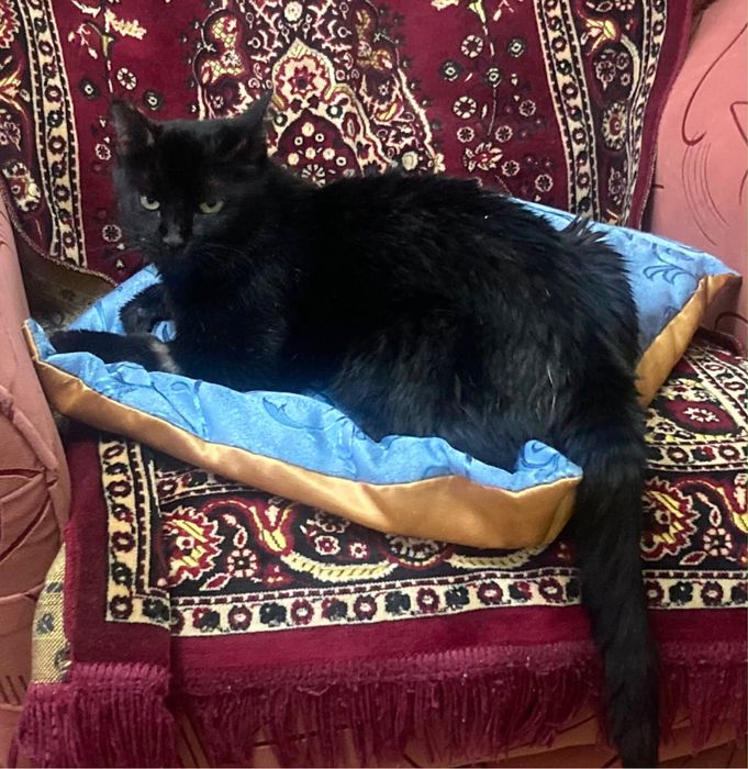 Кошка ищет доброго хозяина
